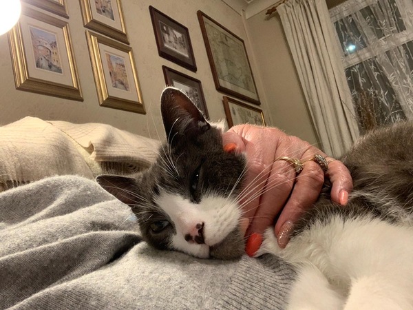 Not my cats and friends