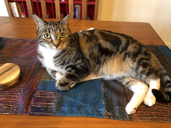 Anyone else's cat have an 'It wasn't me!' face? Pics please!