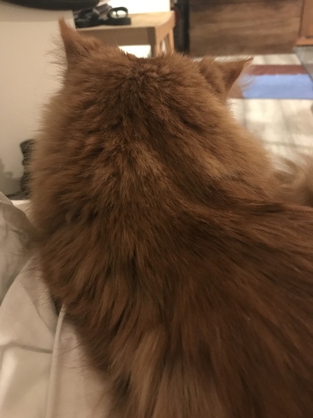Ollie, Paws, friends and family