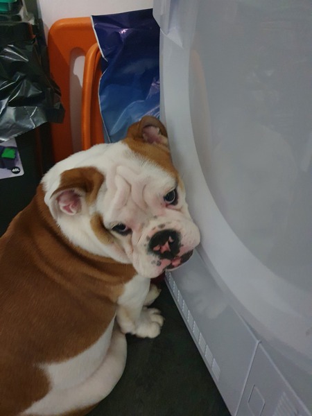 6 month old British Bulldog