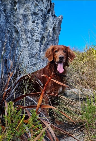 Dobermann, Newfoundland, Irish Wolfhound, St Bernard or Leonberger?