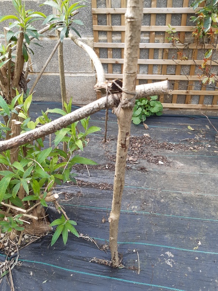 How do I stop plants from flopping over