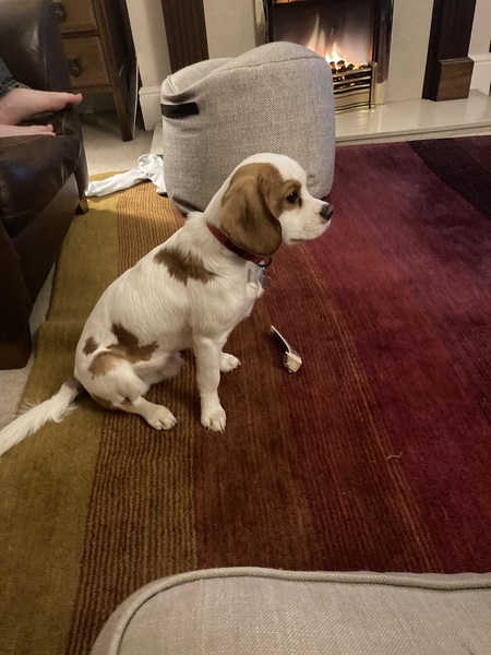 The most placid, easy going breeds