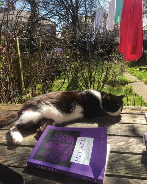 Show us your pictures of your cat(s) mellowing out in the sunshine.