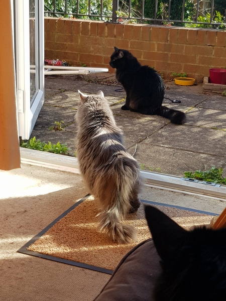 Not my cats and friends