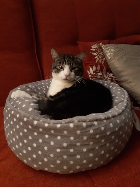Do you think my cat is gorgeous?