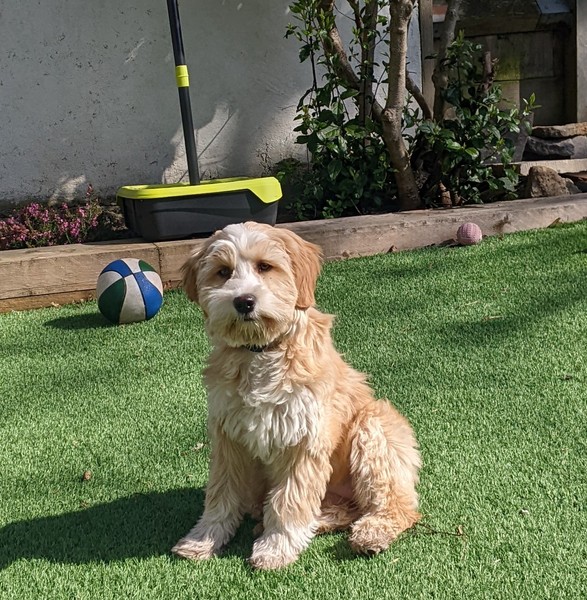 Favourite ever picture of your dog.