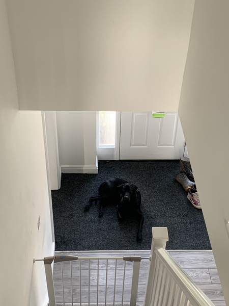 How do you know a dog loves you?