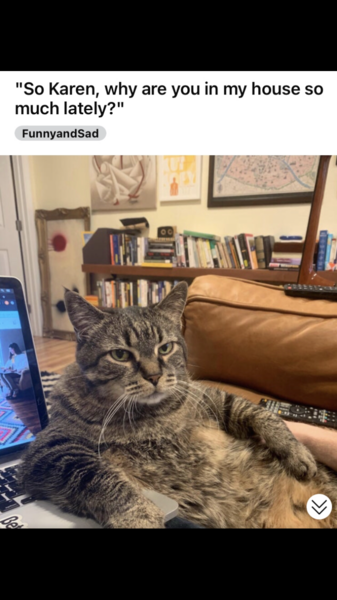 Too Many Cats