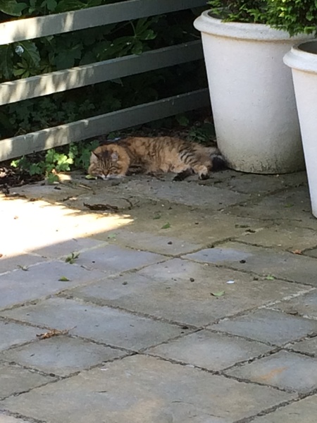 Show us your pictures of your cat(s) mellowing out in the sunshine.