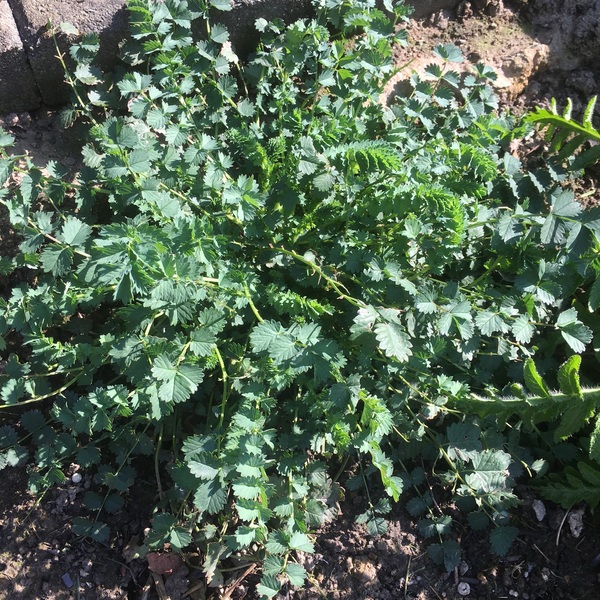 Salad Burnet?