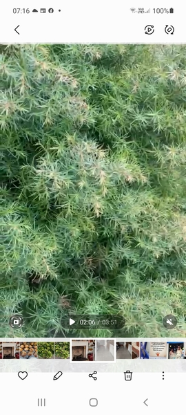 Plant identity