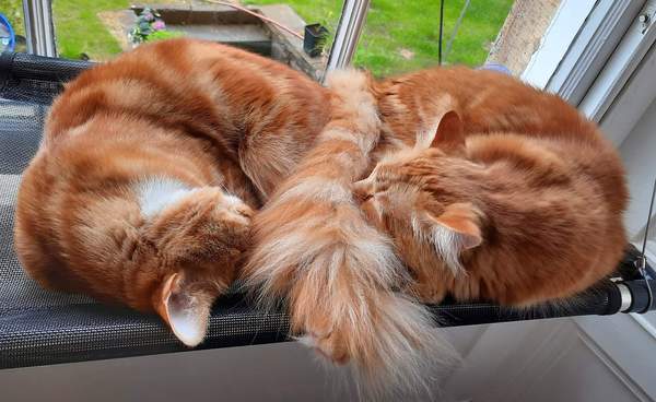 Indoor cats?
