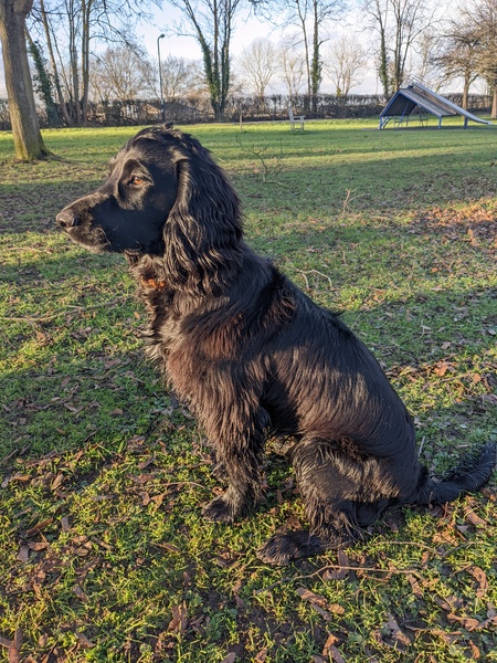 Puppy Survival Thread: muddy footprints into Spring 2022