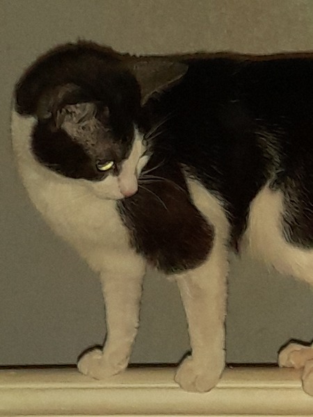 Just had to leave my cat at the vets