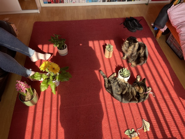 Not my cats and friends