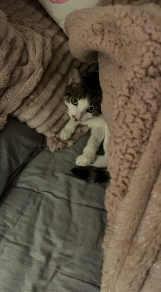 Cat has found a new spot to hide in my room