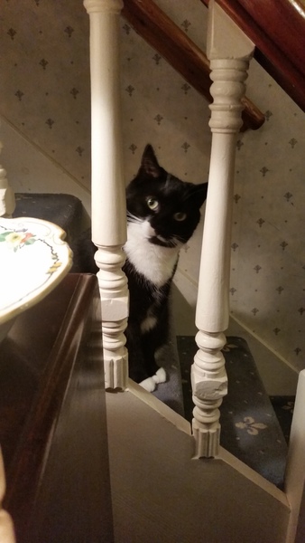 Anyone else's cat have an 'It wasn't me!' face? Pics please!