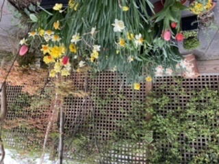 Are there any recommendations for a bee friendly, climbing plant with a neat habit?