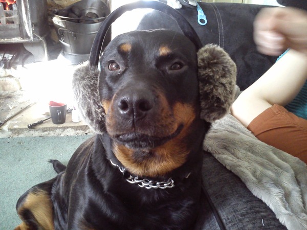 Favourite ever picture of your dog.