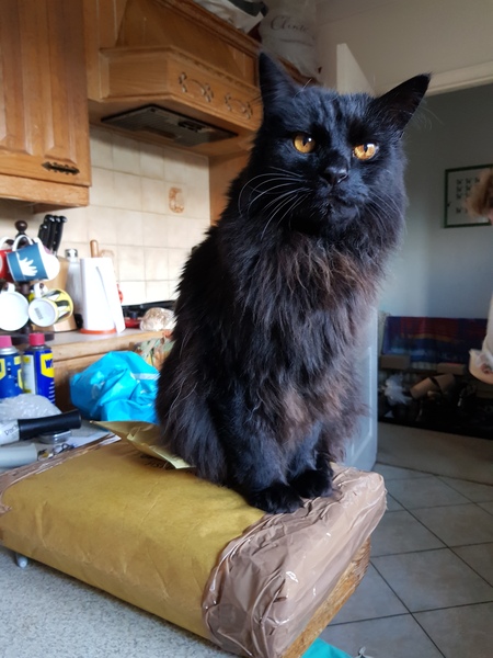 Not my cats and friends