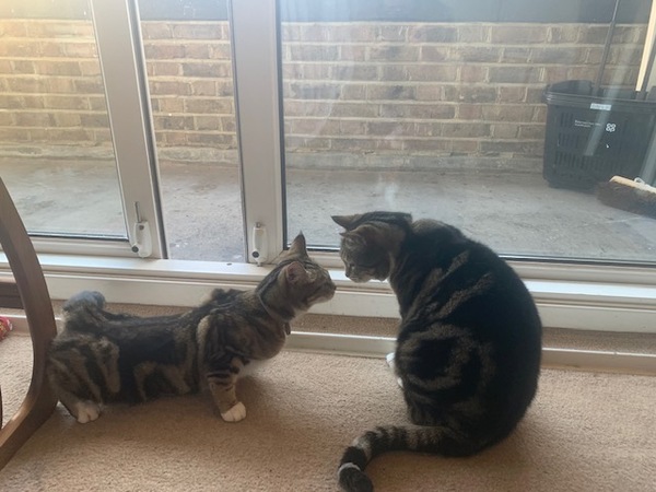 Help please.   Very young cat in heat - not sure what to do.