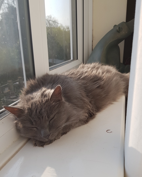 Not my cats and friends