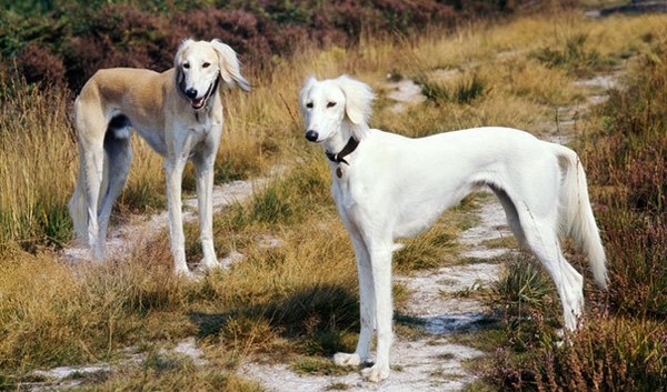 Very tall white hounds with pale eyes? What breed is this?