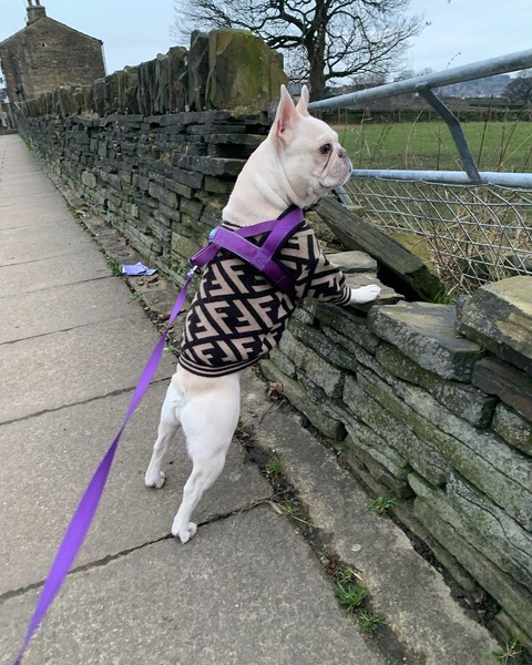 luxating patella