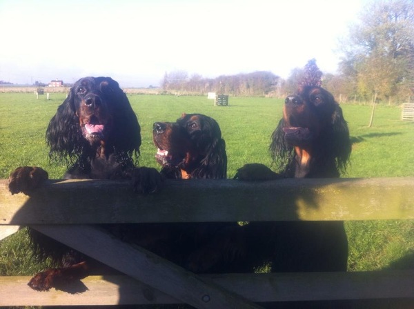 Favourite ever picture of your dog.