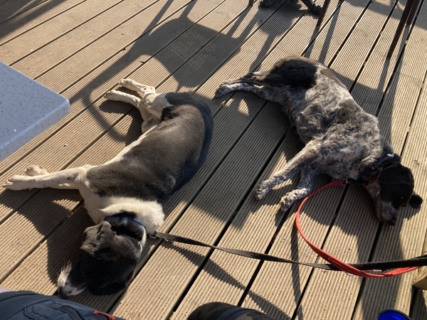 Is everywhere dog-friendly these days?