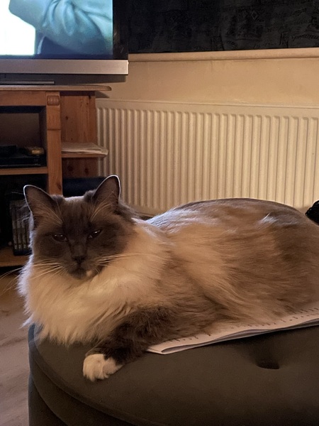What is your cat doing at the moment?