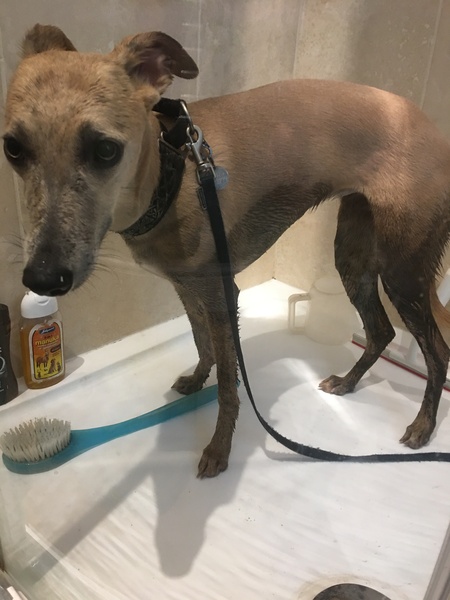 Any tips on how to brush a dogs tummy hair? (Dog not too keen on grooming)