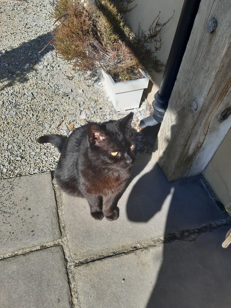 Do you think my cat is gorgeous?
