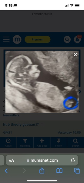 Nub theory guesses??