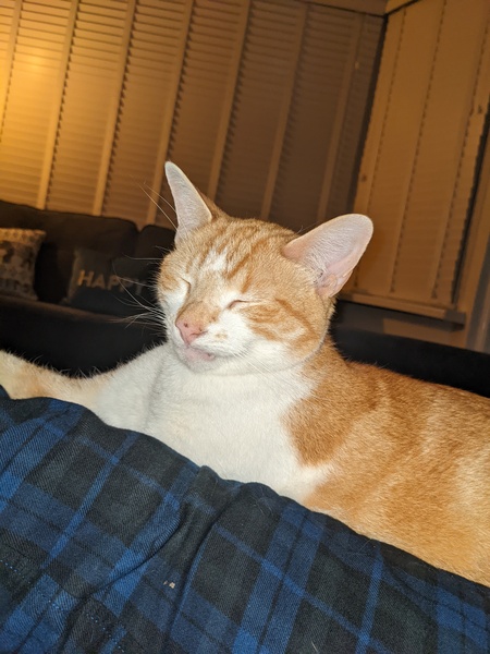 Boy cat has been bitten... (With picture)
