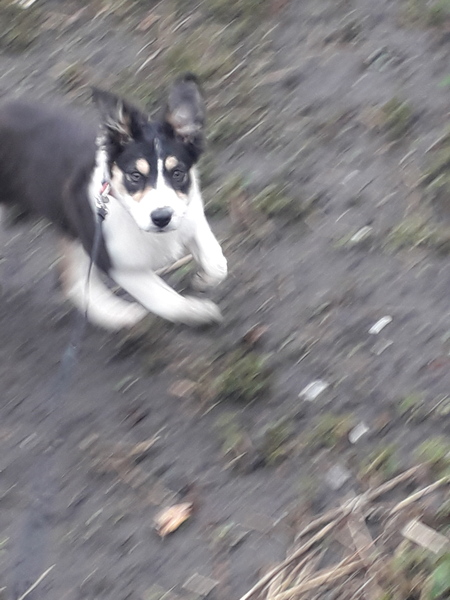 Puppy Survival Thread: muddy footprints into Spring 2022