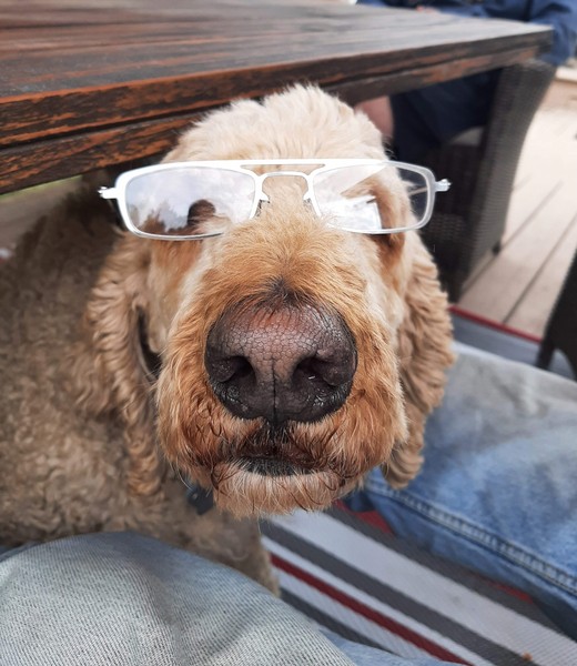 Favourite ever picture of your dog.