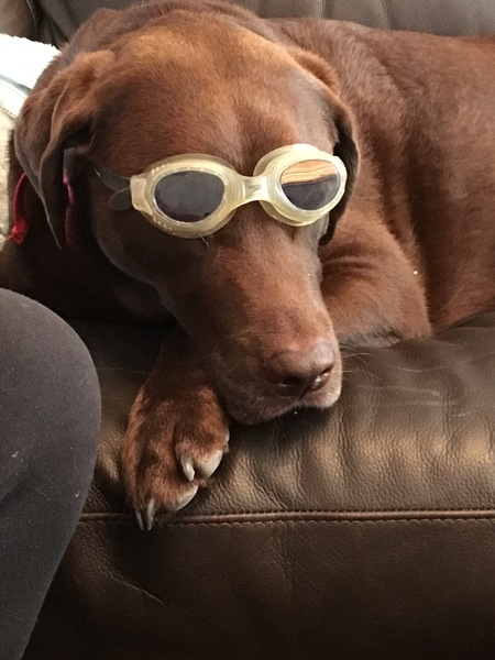 Favourite ever picture of your dog.