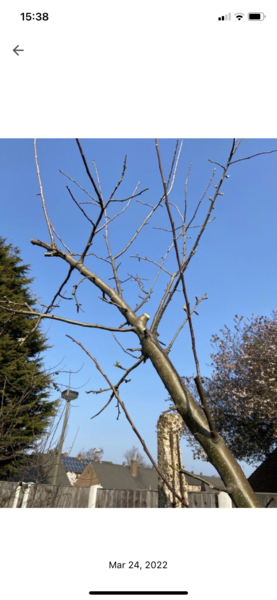 Should I cut these branches off apple tree?