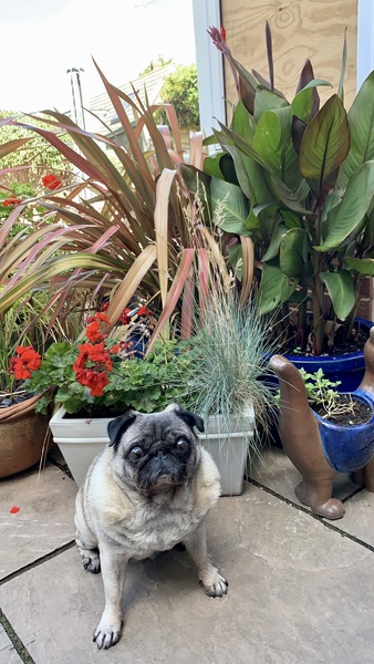 Favourite ever picture of your dog.