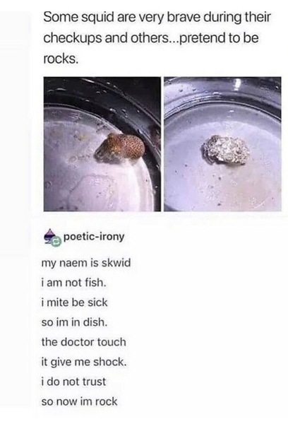 Random animal facts you know