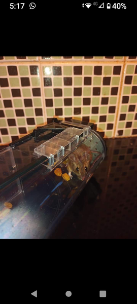Please identify this rodent for me