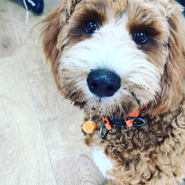 Puppy Survival Thread: muddy footprints into Spring 2022