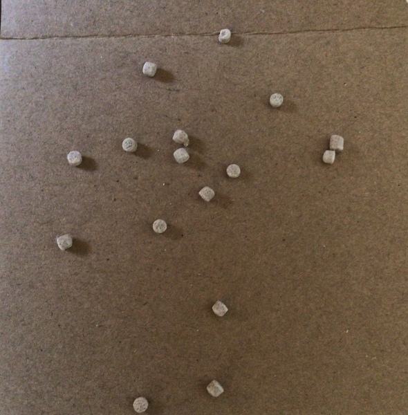 Any idea what these are?