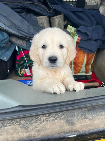 Collecting our newest addition in 2 weeks time!!!