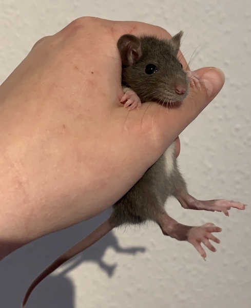 Please identify this rodent for me