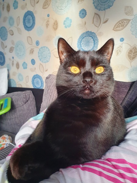 Show us your pictures of your cat(s) mellowing out in the sunshine.
