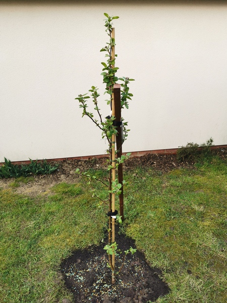 Trees for small gardens