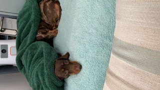 Favourite ever picture of your dog.